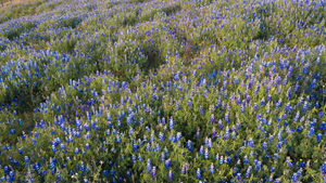 Creating Food That’s Better—For People and the Planet