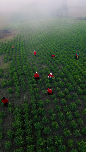 Regenerative Agriculture: It Feels Good