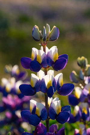 Comparing Lupin Varieties
