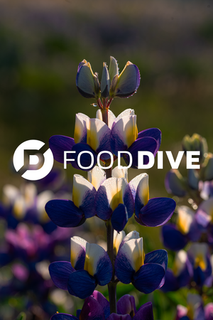 Why Chocho may be the next big plant-based protein