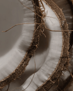 Coconut Sugar vs Sugar Cane: What You Need to Know for Better Health & Better Fuel - MIKUNA