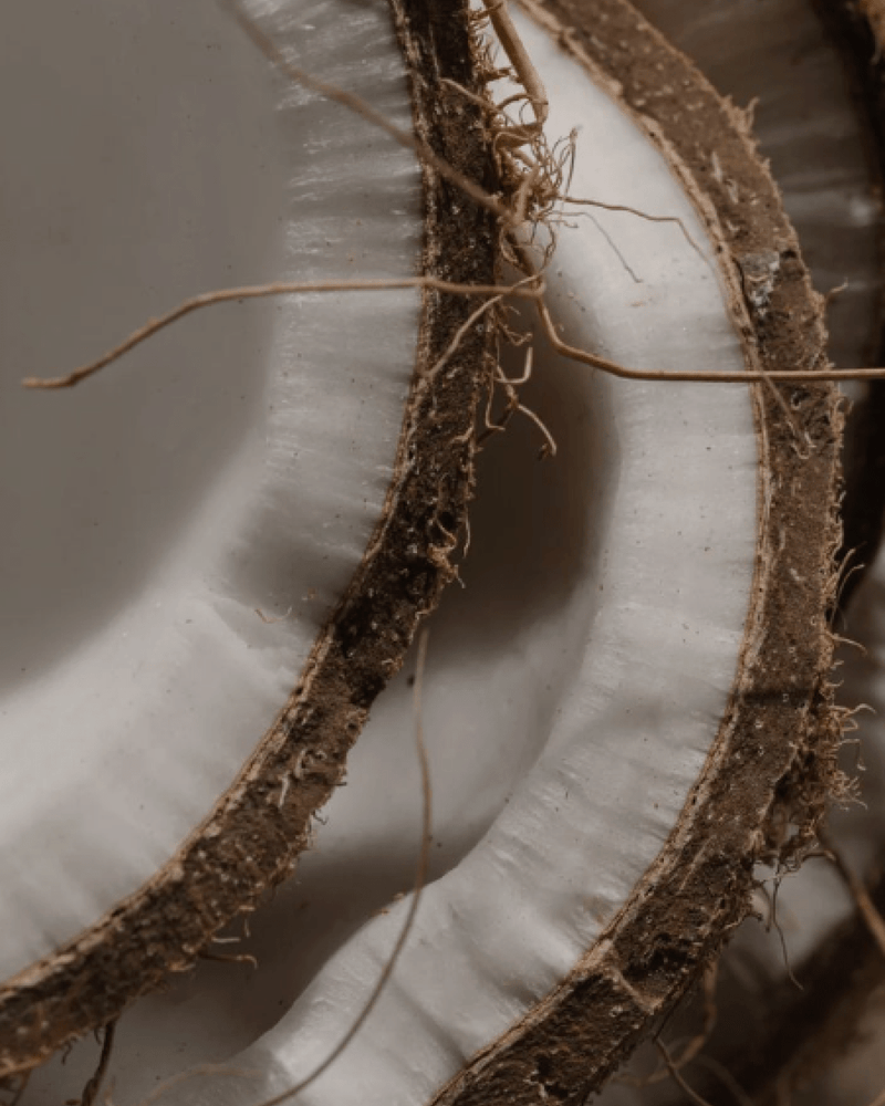 Coconut Sugar vs Sugar Cane: What You Need to Know for Better Health & Better Fuel