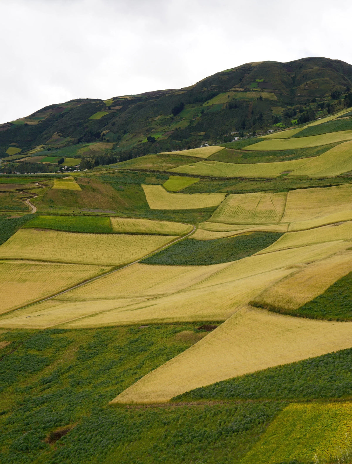 Chocho & Regenerative Farming — How This Ancient Legume Is Healing Soil and Nourishing People