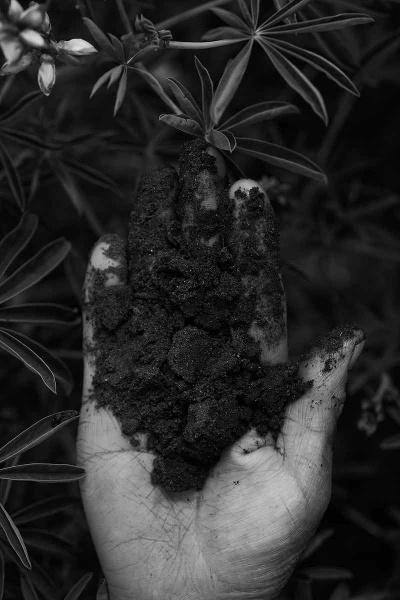 The Environmental Cost of Pea & Soy Protein