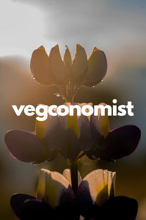 Vegconomist: Mikuna Launches The First Chocho Protein Powder - MIKUNA