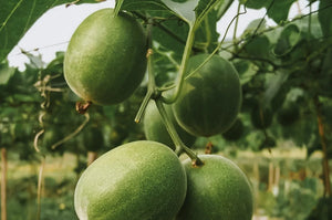 What are the Benefits of Using Monk Fruit over other Sweetneres?