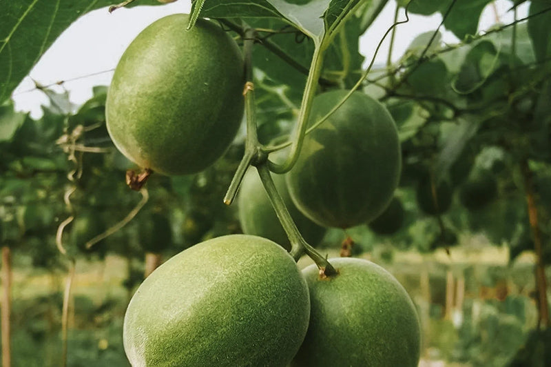 What are the Benefits of Using Monk Fruit over other Sweetneres?
