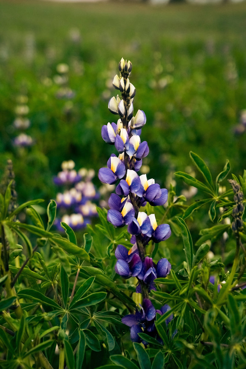 What Is Chocho Protein ? The Ancient Andean Superfood Behind Mikuna’s Protein