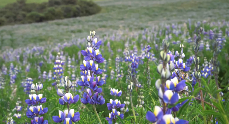 Blue and violet lupin flowers in bloom — the chocho plant