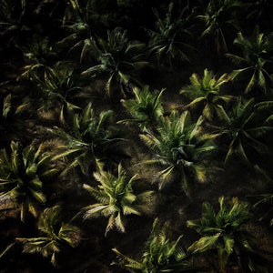 Coconut_Farm_Palm_Trees_by_Mikuna