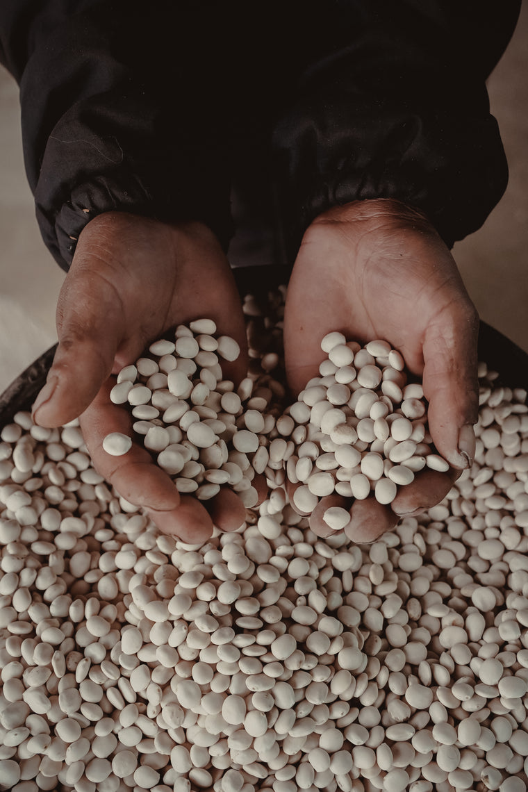 Hands shelling chocho seeds from a dried pod