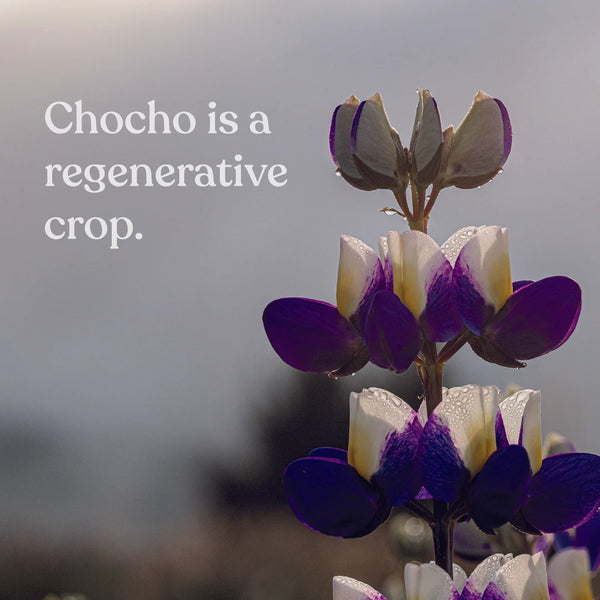 Chocho Plant Protein by MIKUNA